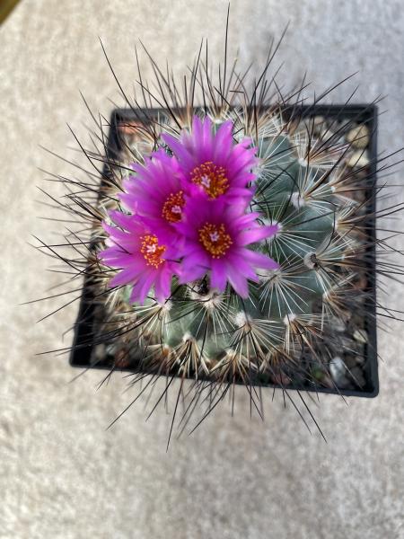 Gymnocactus viereckii